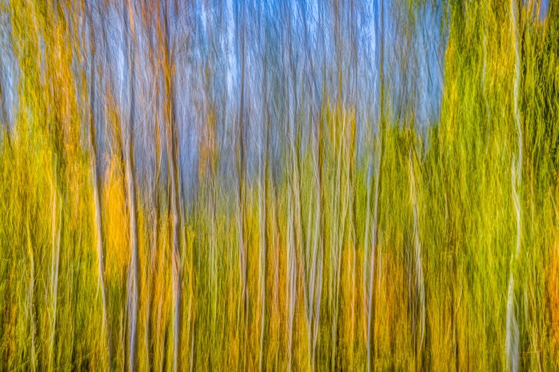 Forest Impressions #01